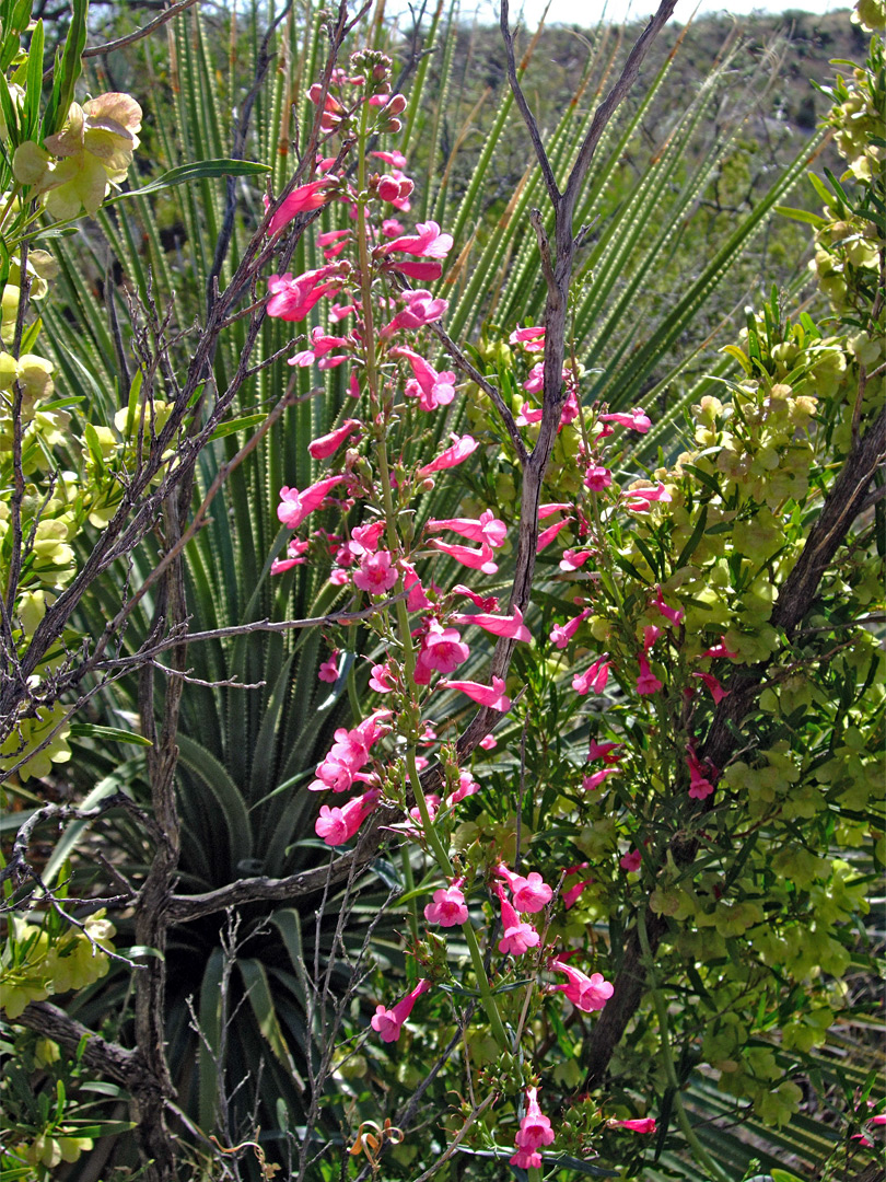 Penstemon parryi