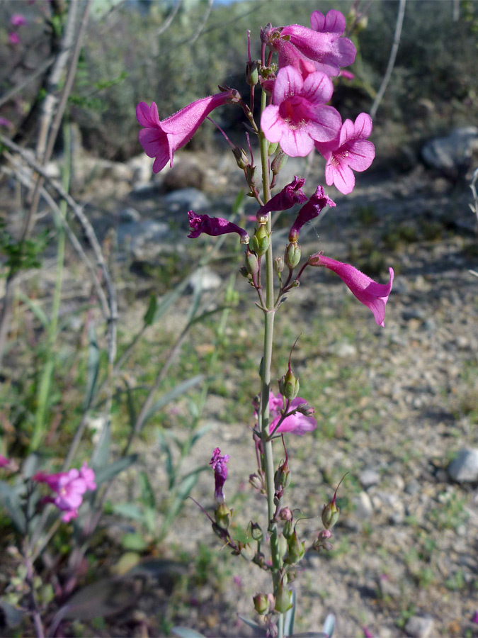 Pink flowers