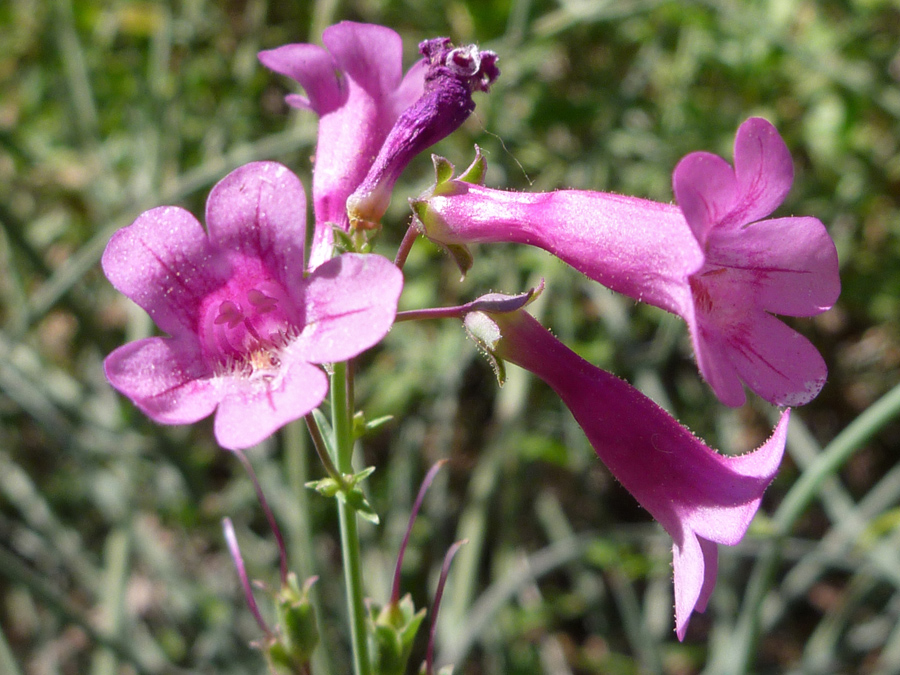 Five-lobed flowers