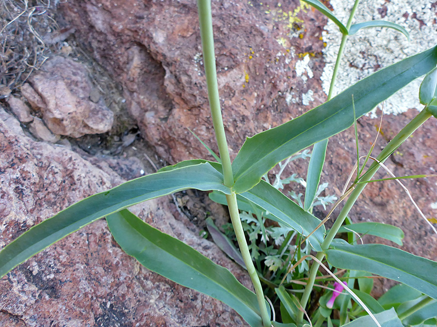 Opposite stem leaves