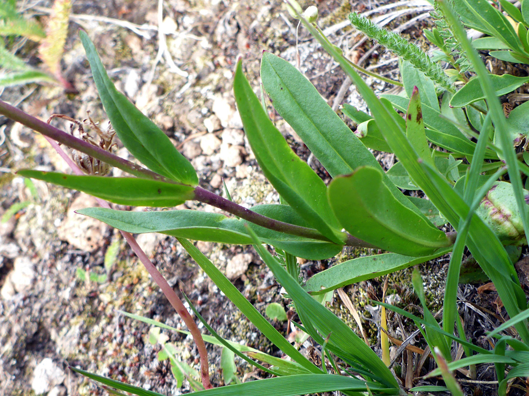 Green leaves and reddish stems