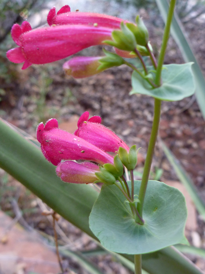 Group of flowers