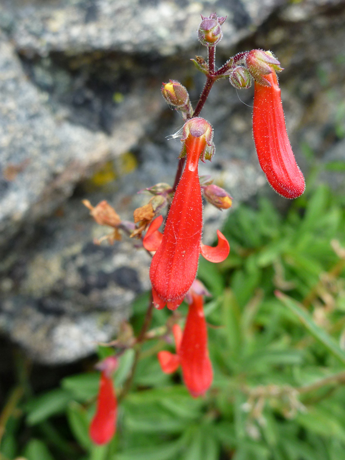 Red flowers