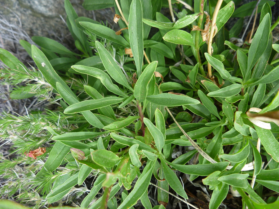 Green leaves