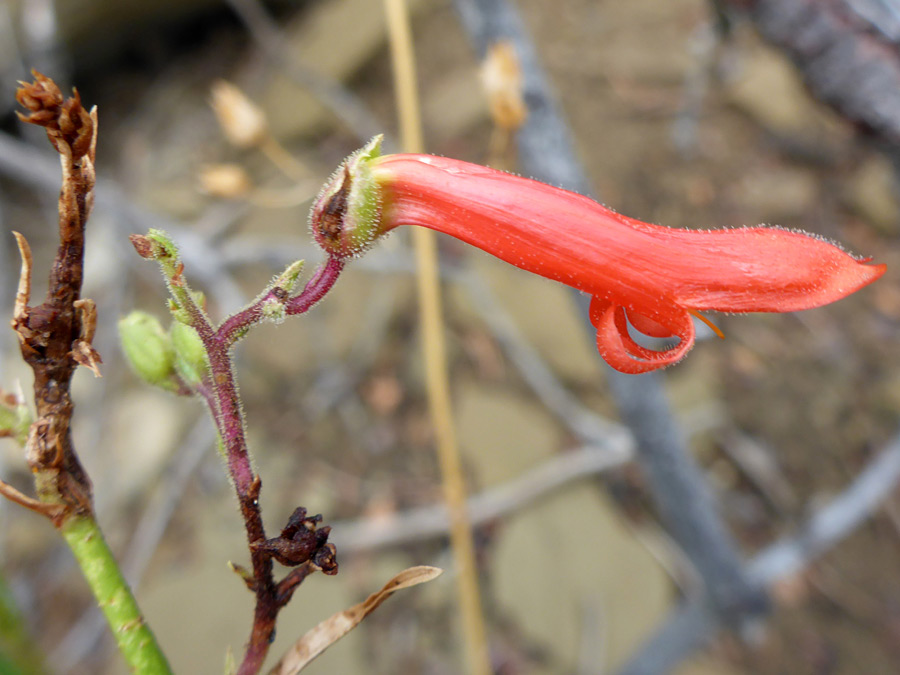 Sparsely hairy corolla