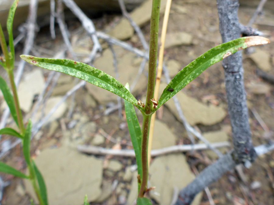 Opposite leaves