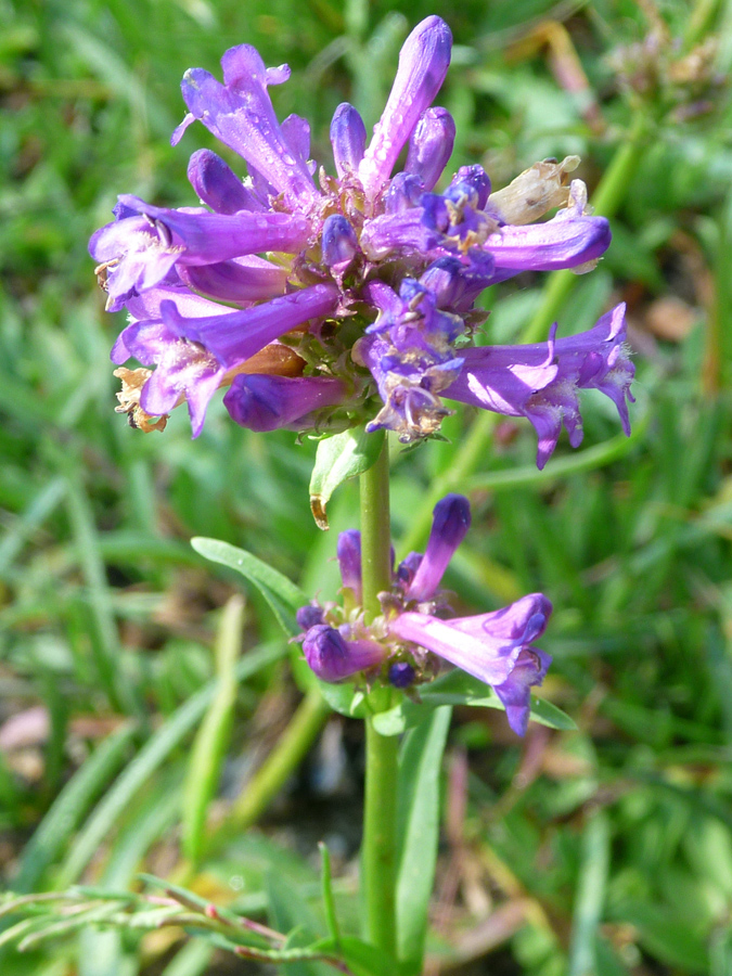 Top of a flowering stem