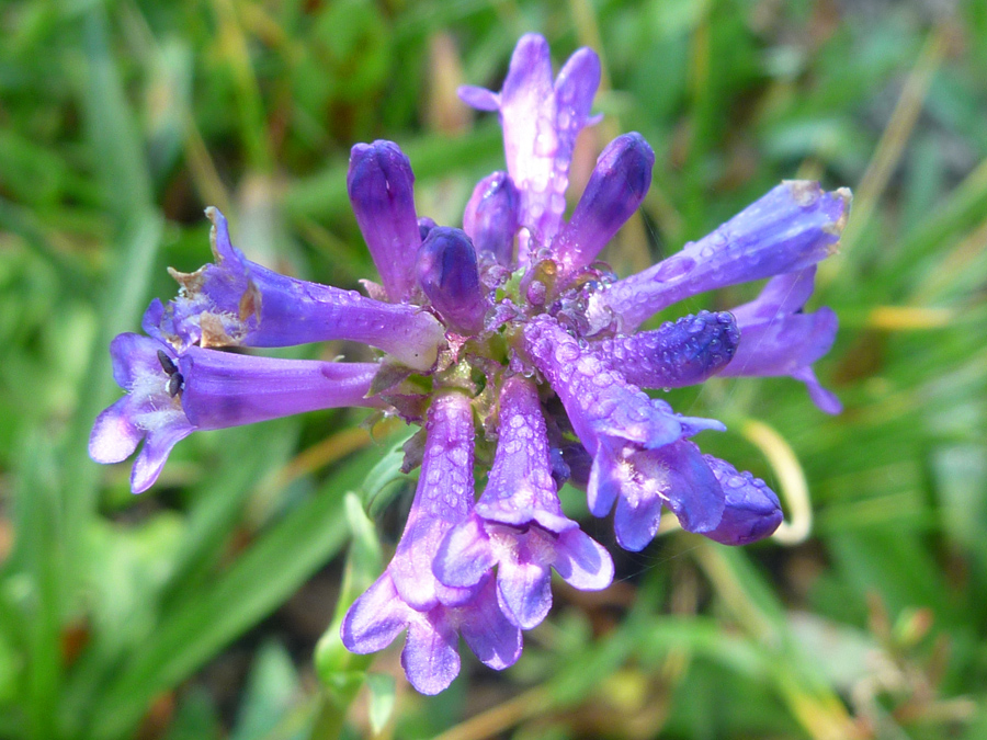 Dew on flowers