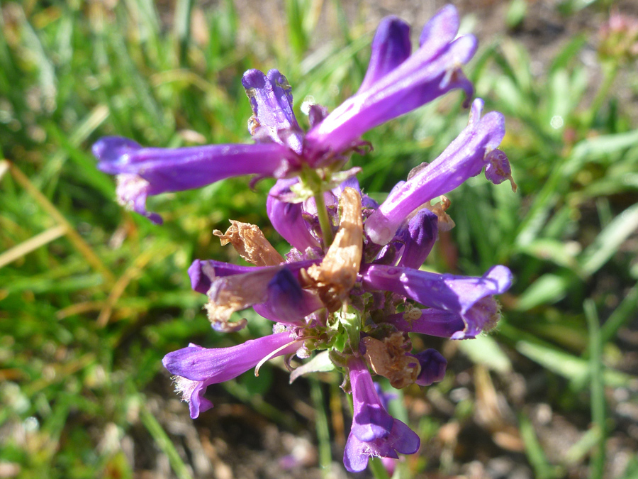 Flower cluster