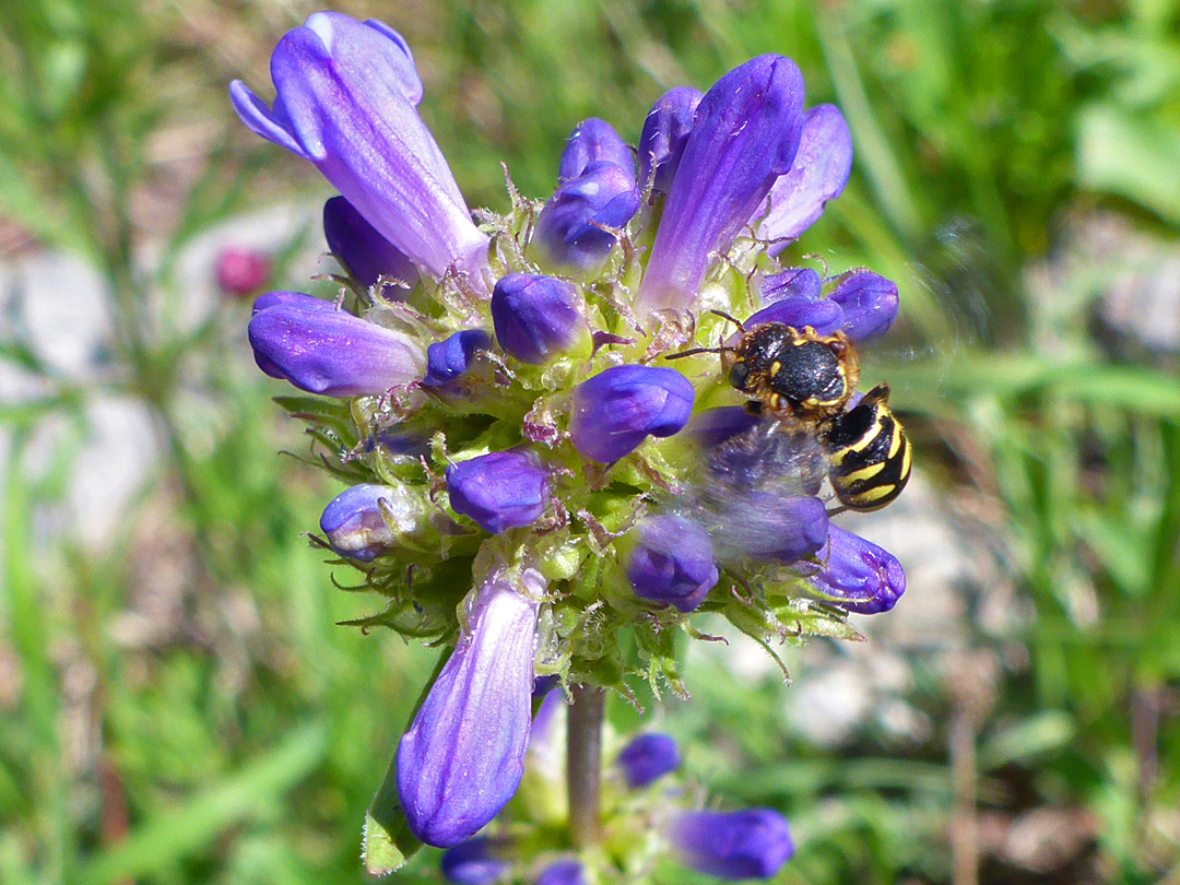 Bee on flower buds