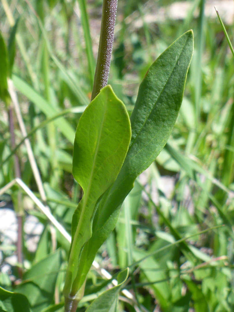 Stem and leaves