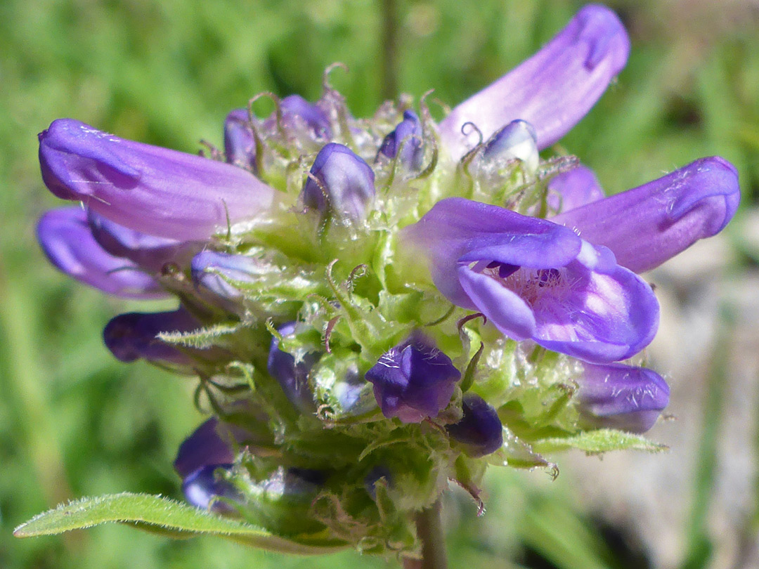 Blue-purple flowers