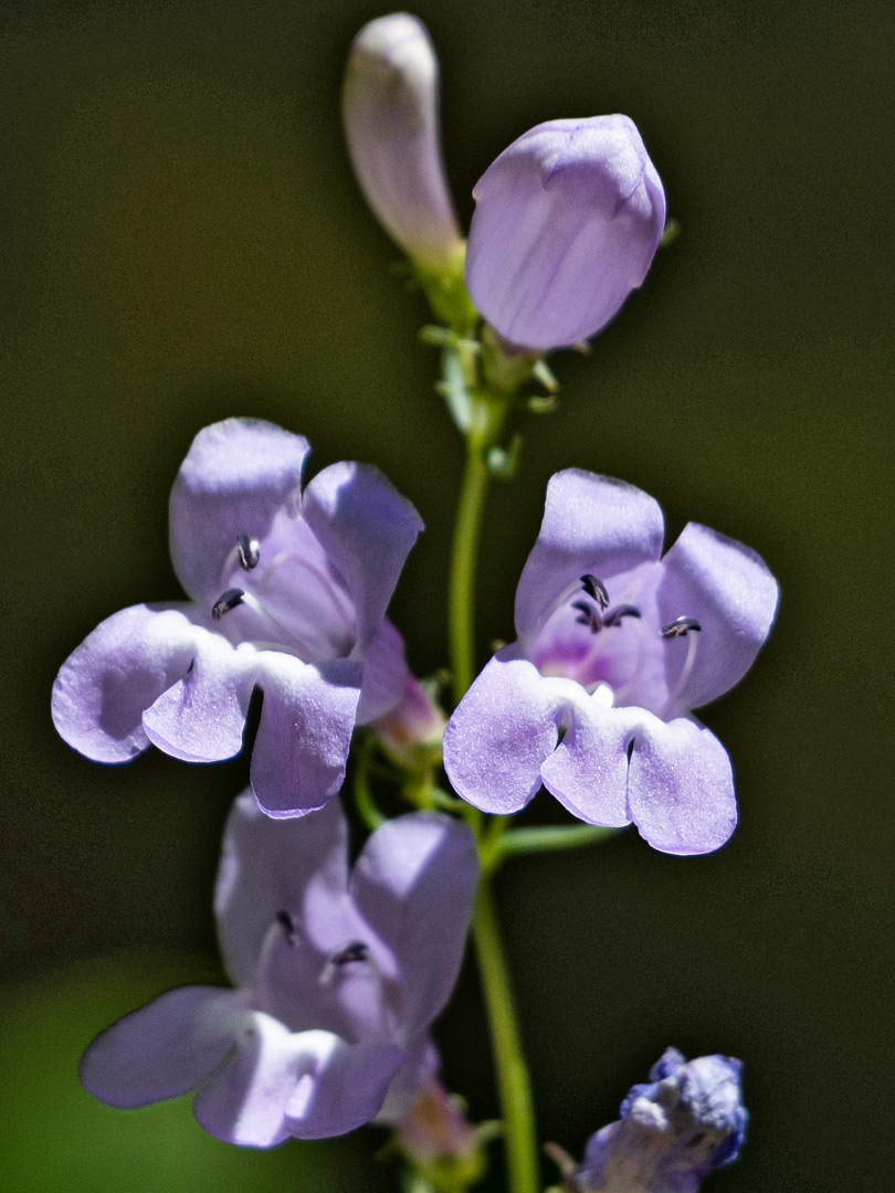 Pale purple flowers