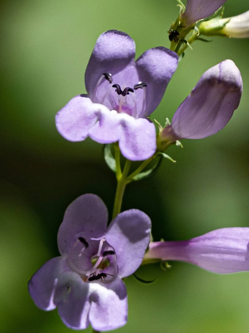 Rounded petal lobes