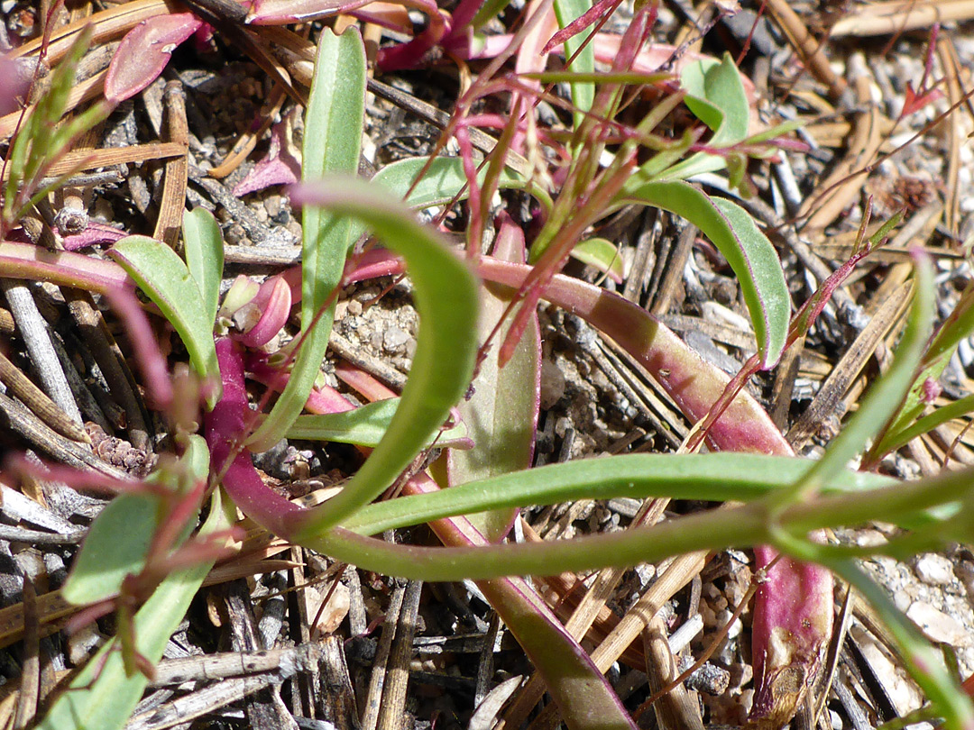 Stem and leaves