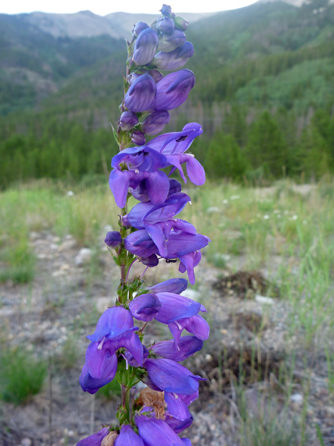 Flower spike