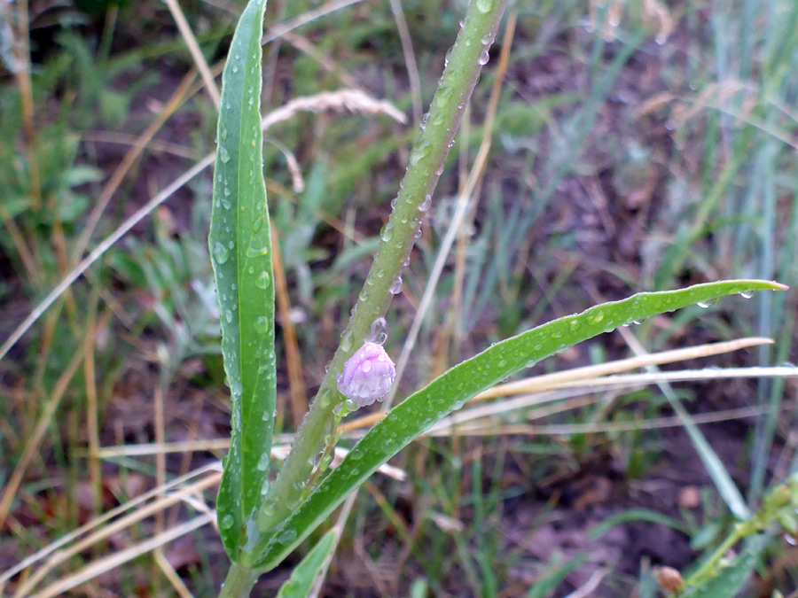 Opposite leaves