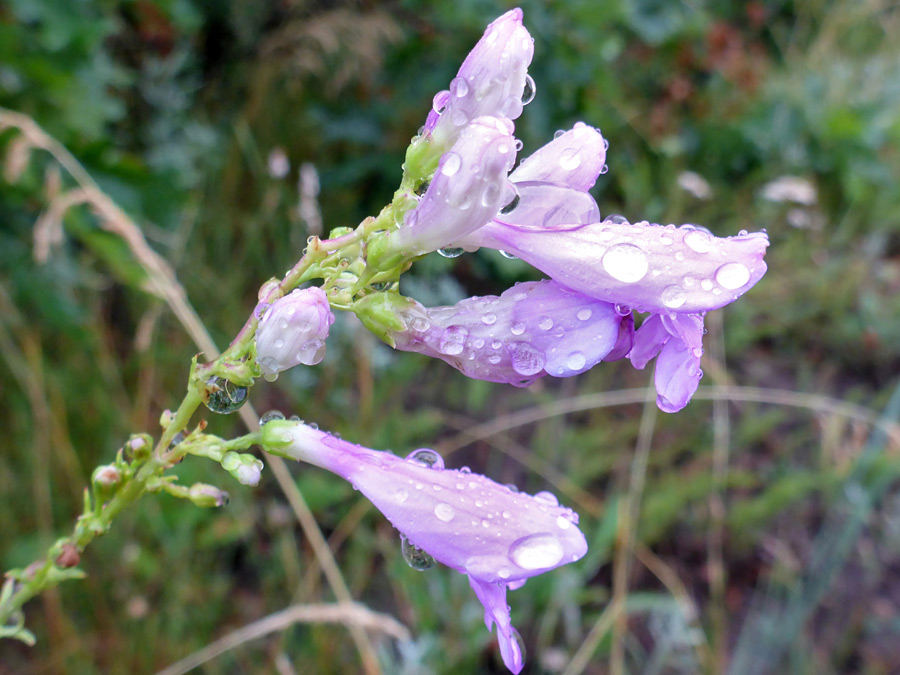 Raindrops on flowers