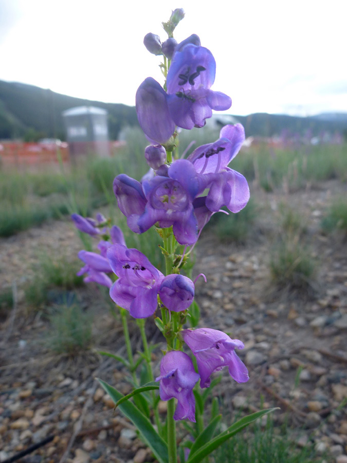 Inflorescence