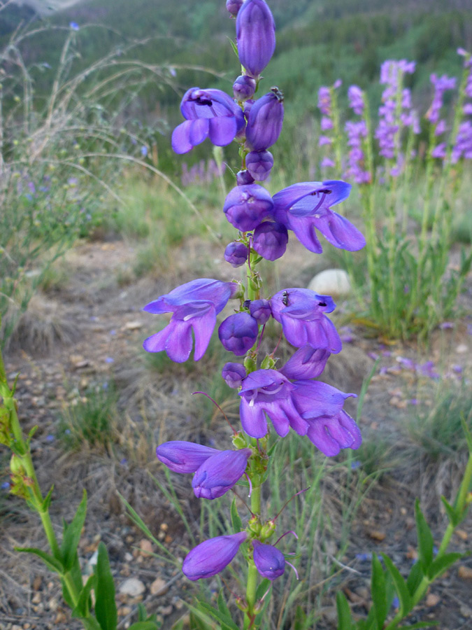 Hairless flowers