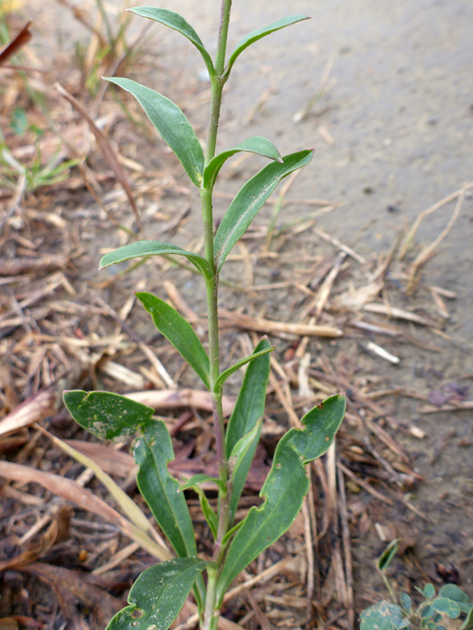 Stem and leaves