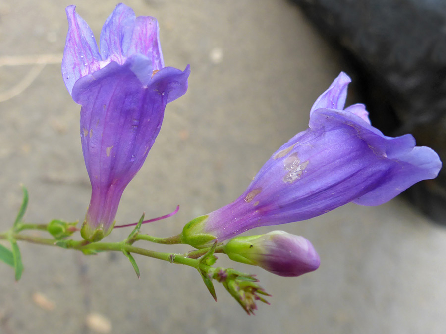 Flowers and bud