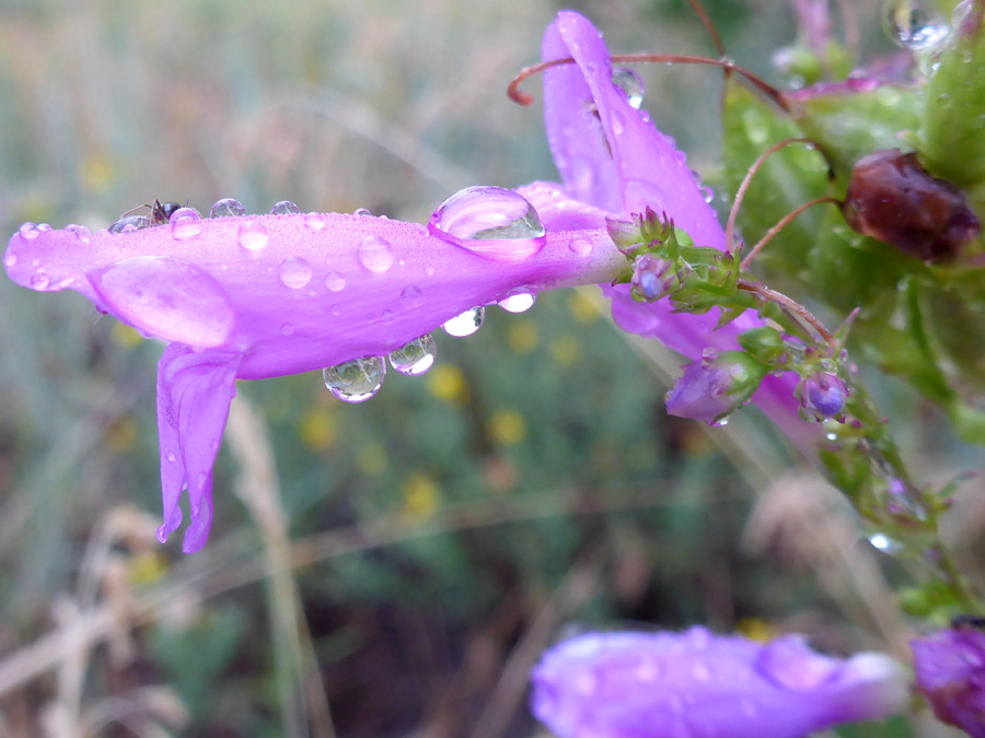 Pink flower