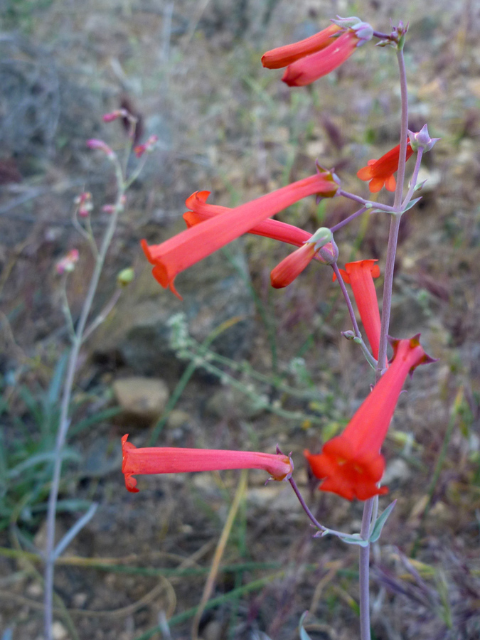 Red flowers