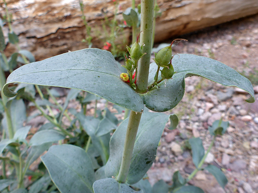 Opposite, clasping stem leaves
