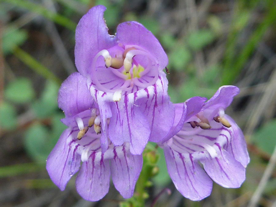 Three flowers