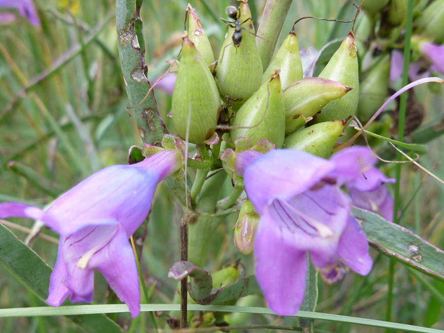 Fruit