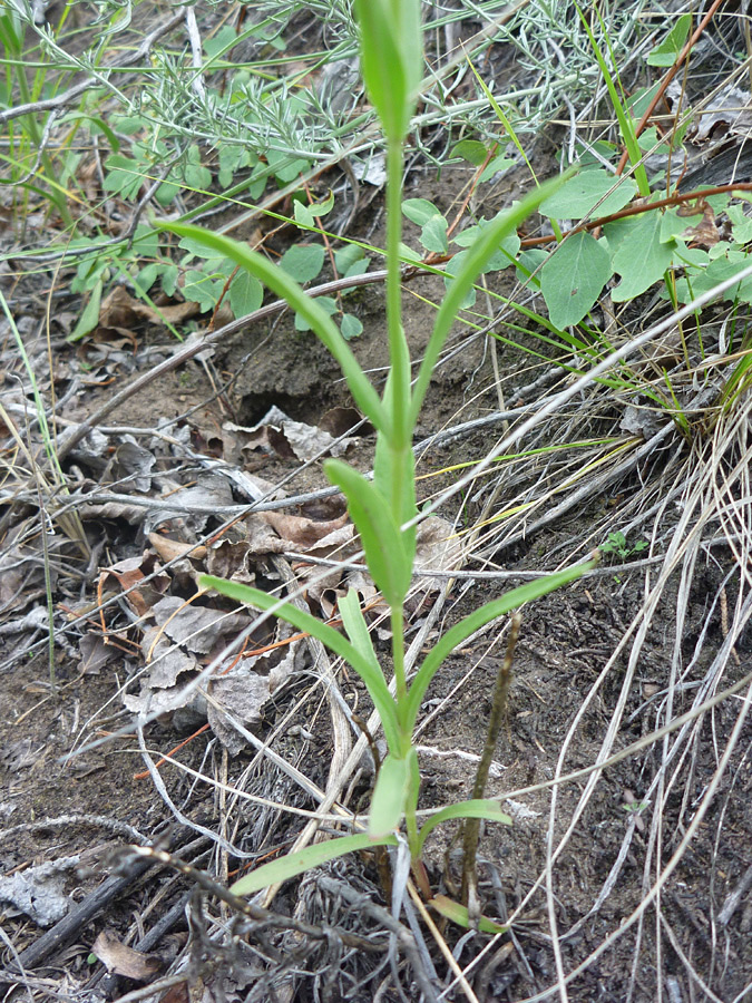 Stem and leaves