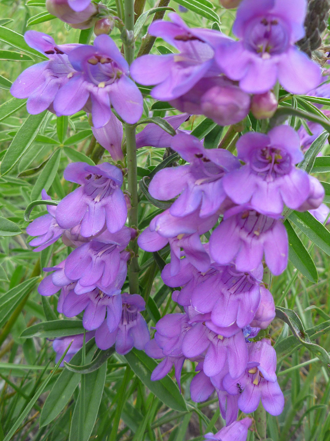 Many flowers - pictures of Penstemon Unilateralis, Plantaginaceae ...