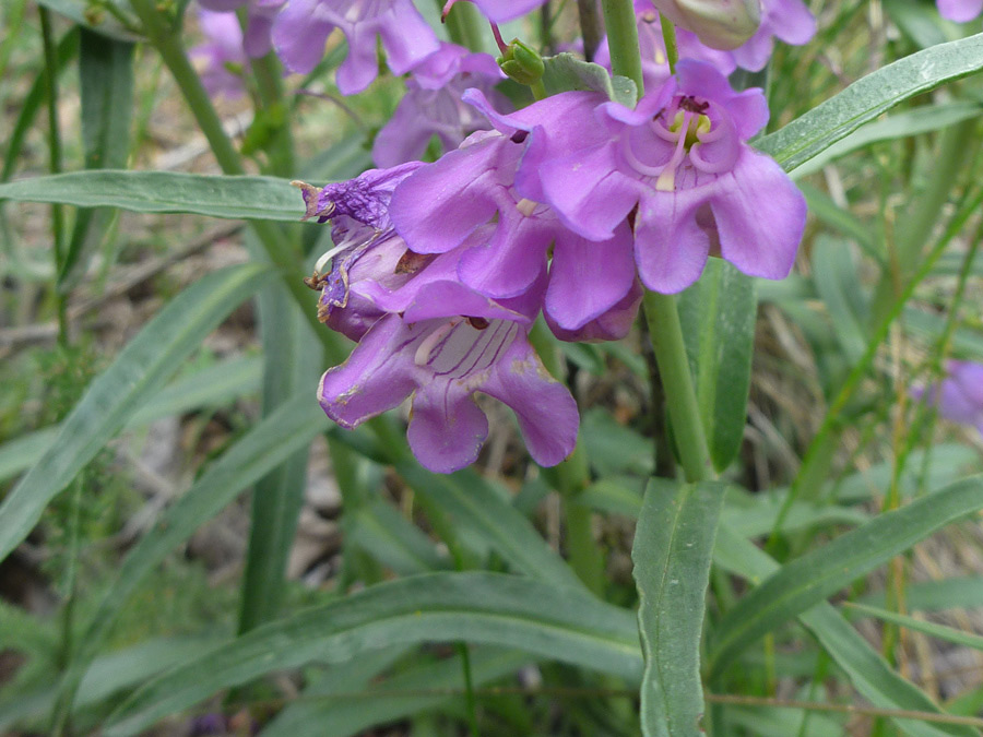 Leaves and flowers