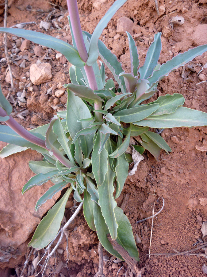 Basal leaves