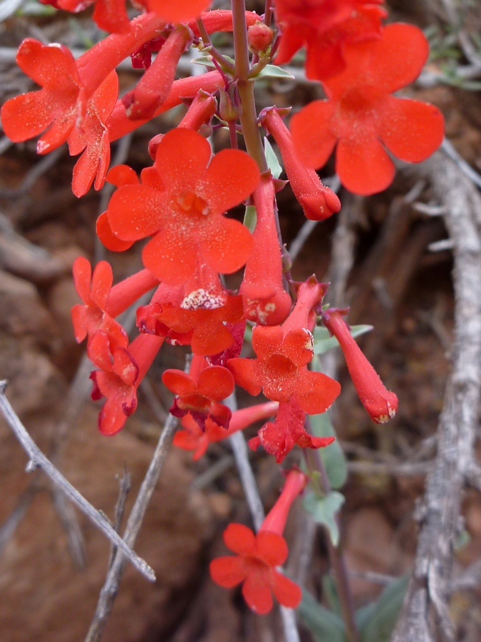 Red flowers