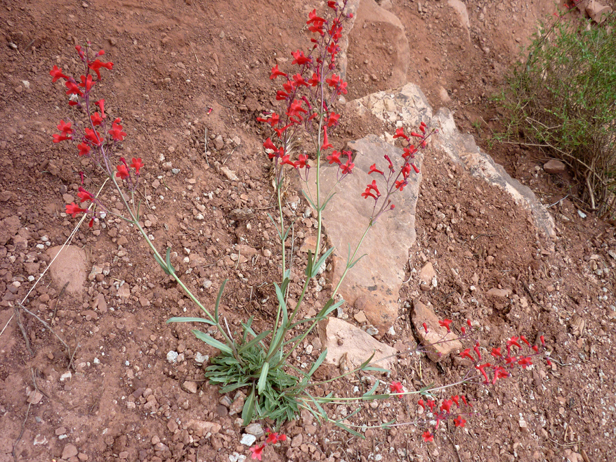 Plant with 8 stems