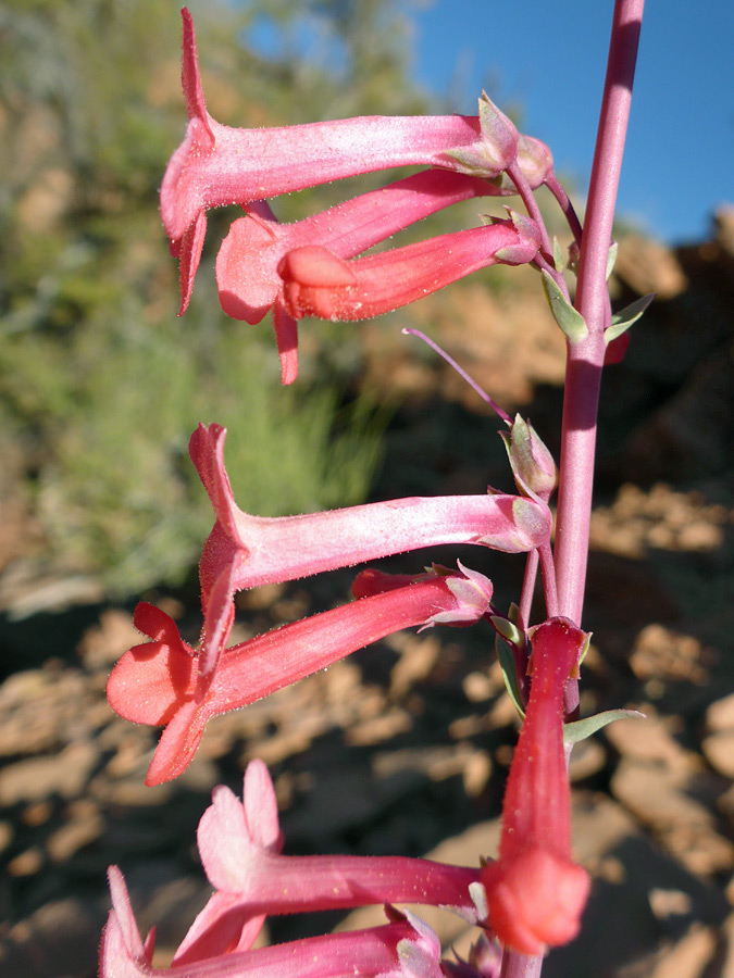 Group of flowers