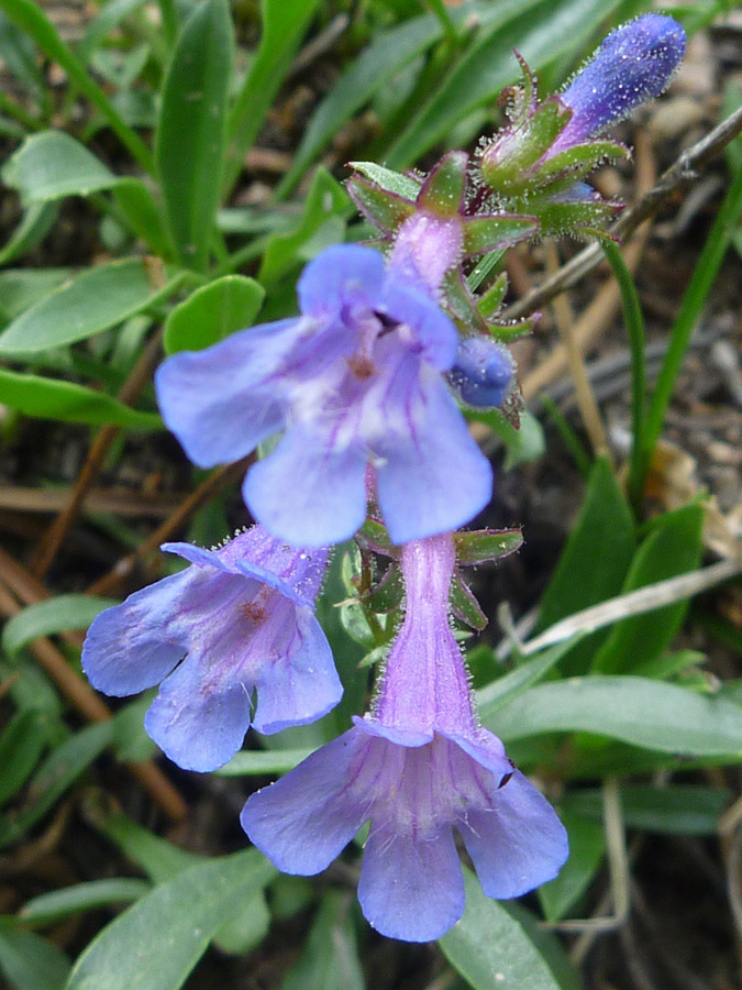 Flowers and bud