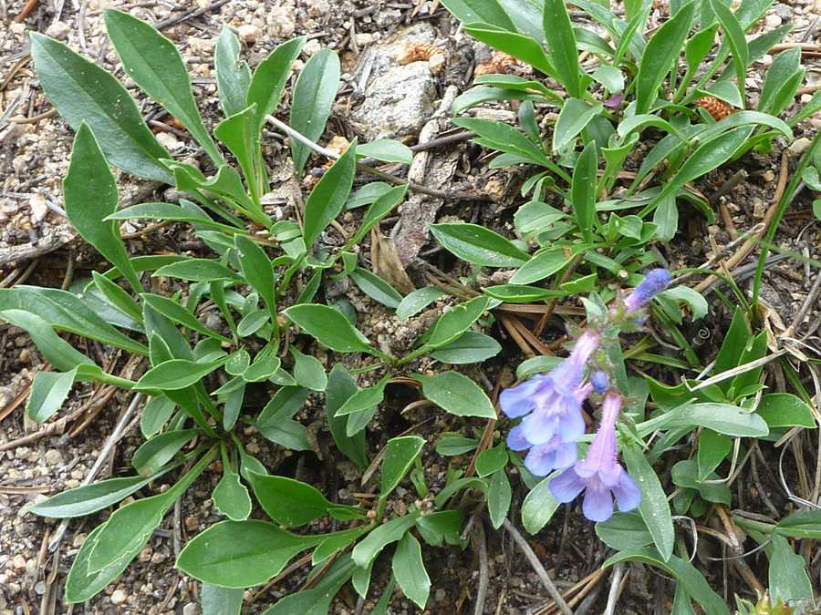 Small leaves