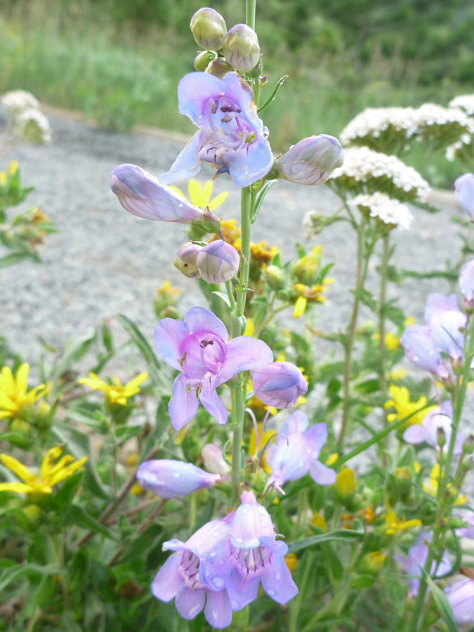 Light purple flowers