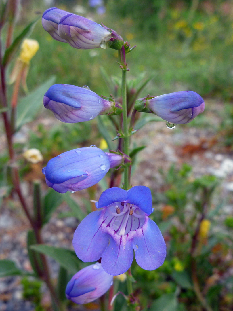 Penstemon virgatus