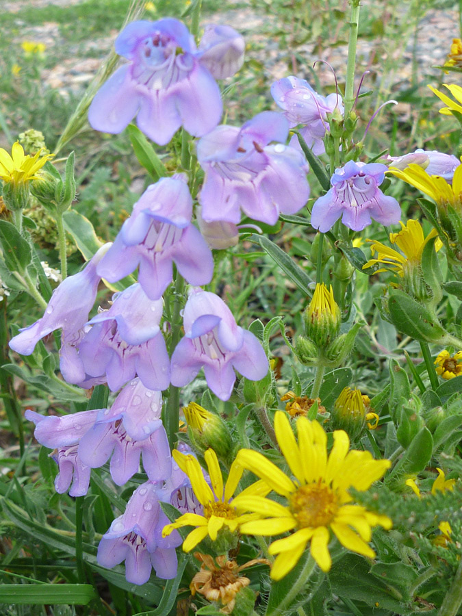 Group of flowers