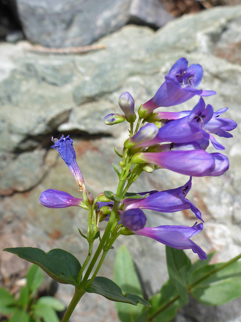 Hairless stem and flowers