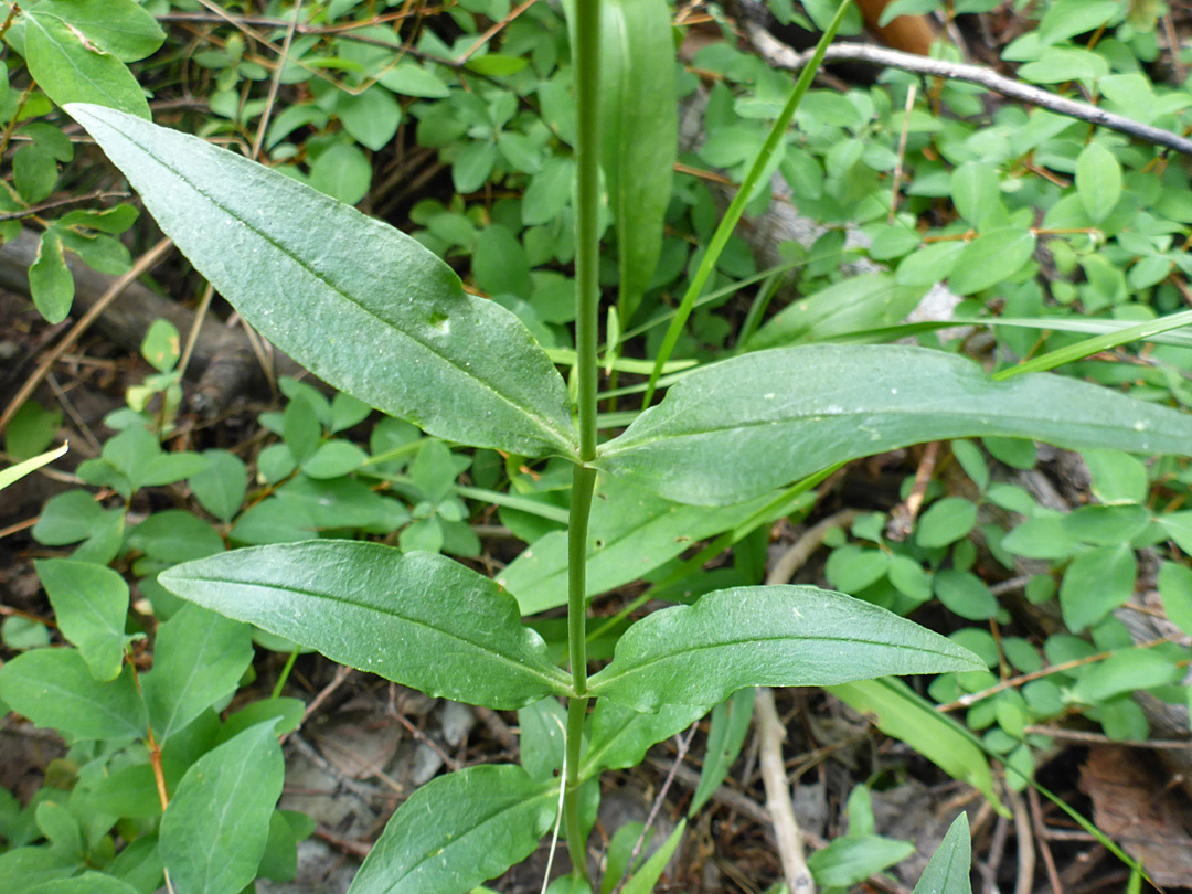 Leaves and stem