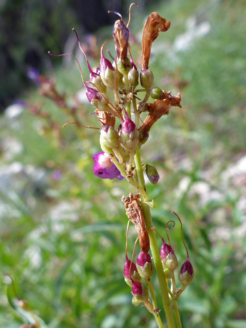 Developing fruits