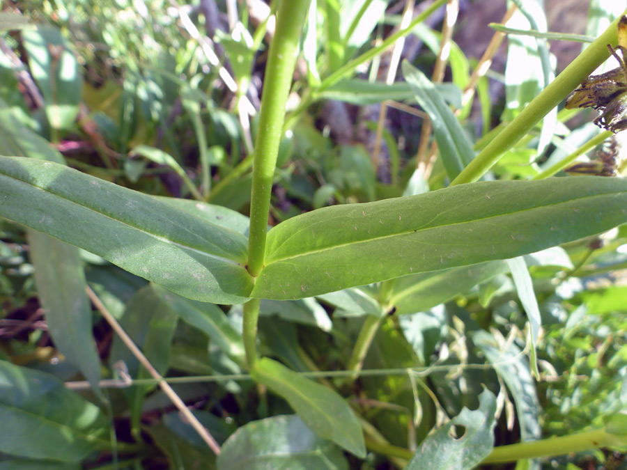 Hairless leaves and stem