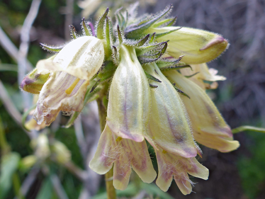 Pendent flowers