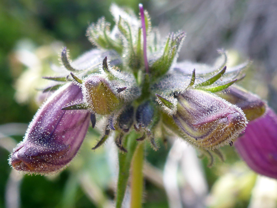 Buds and calyces