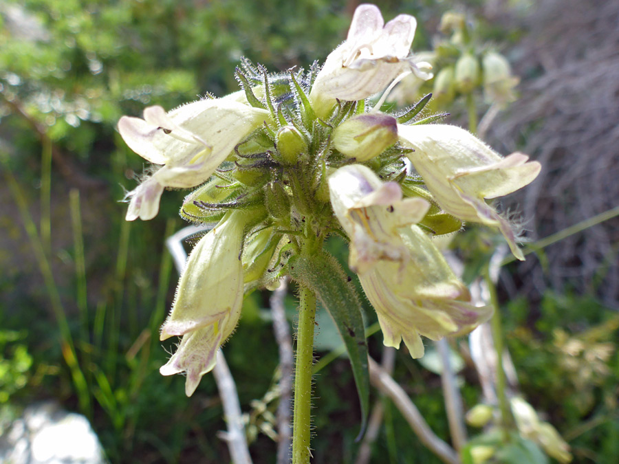 Pale cream flowers